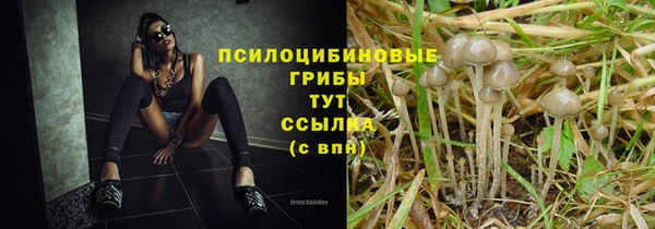 ПСИЛОЦИБИНОВЫЕ ГРИБЫ Новокубанск